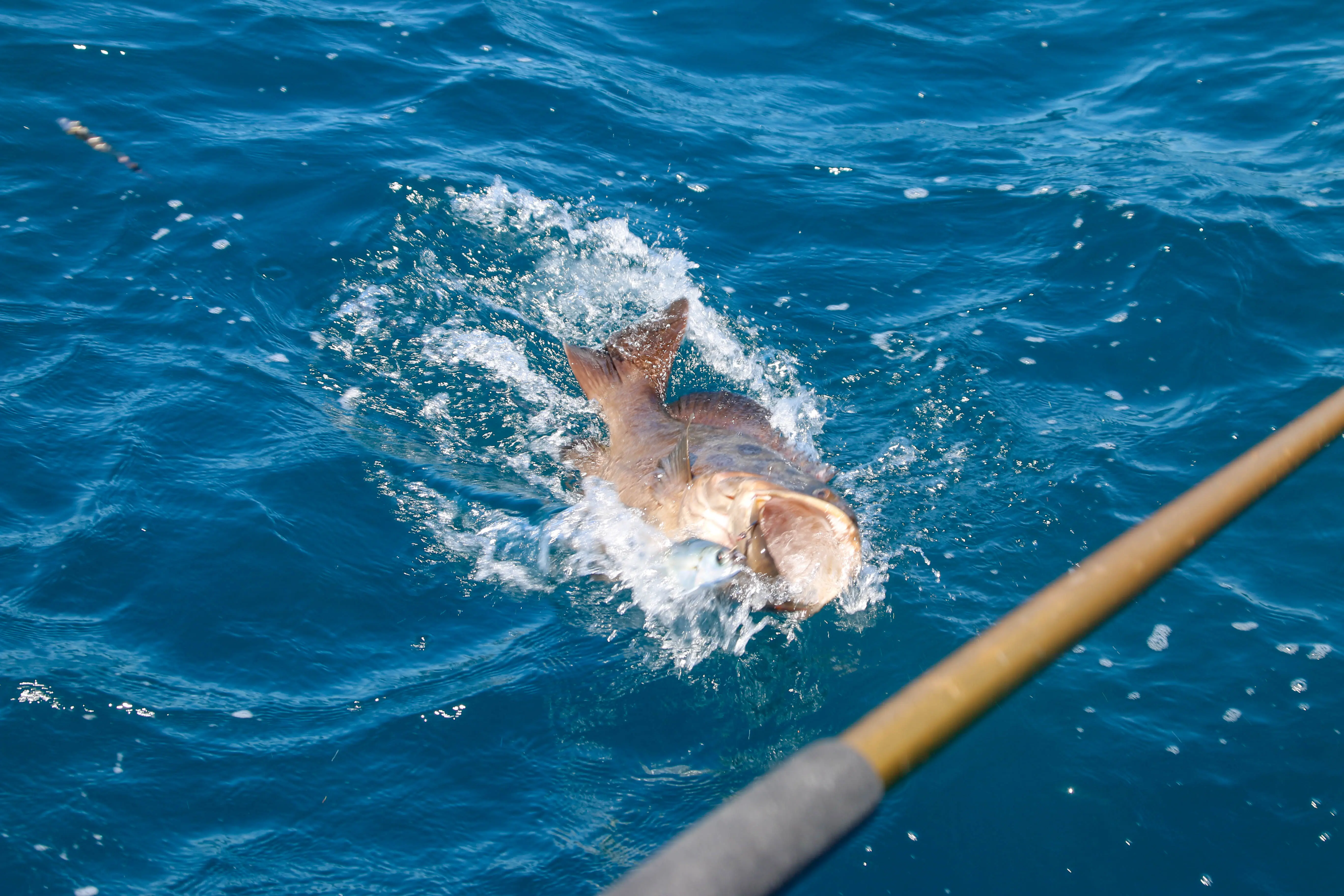Cabo Fishing